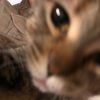ilovecats117